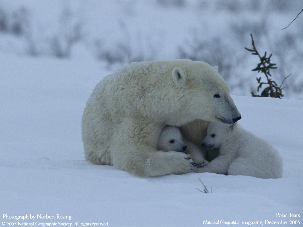 Animals_134