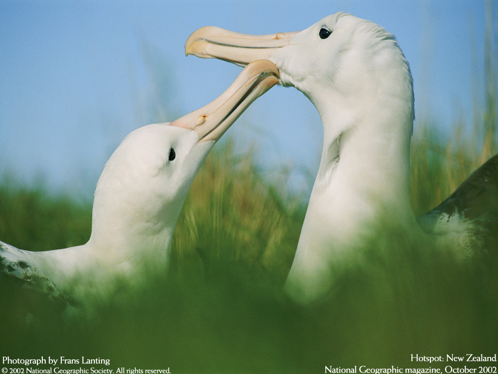 Animals_135