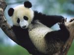 Animals_137