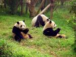 Animals_139