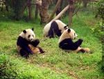 Animals_139