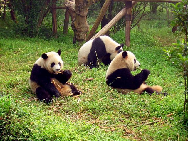 Animals_139