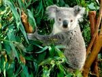 Hanging_Out_Koala