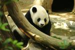Animals_141