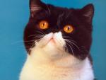cat_125