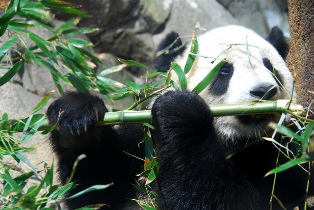 Animals_146