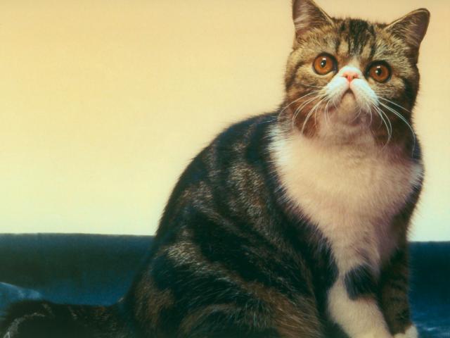cat_128
