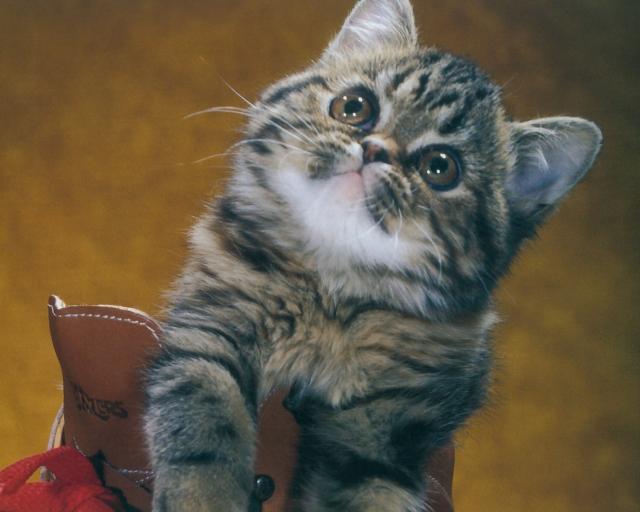 cat_132