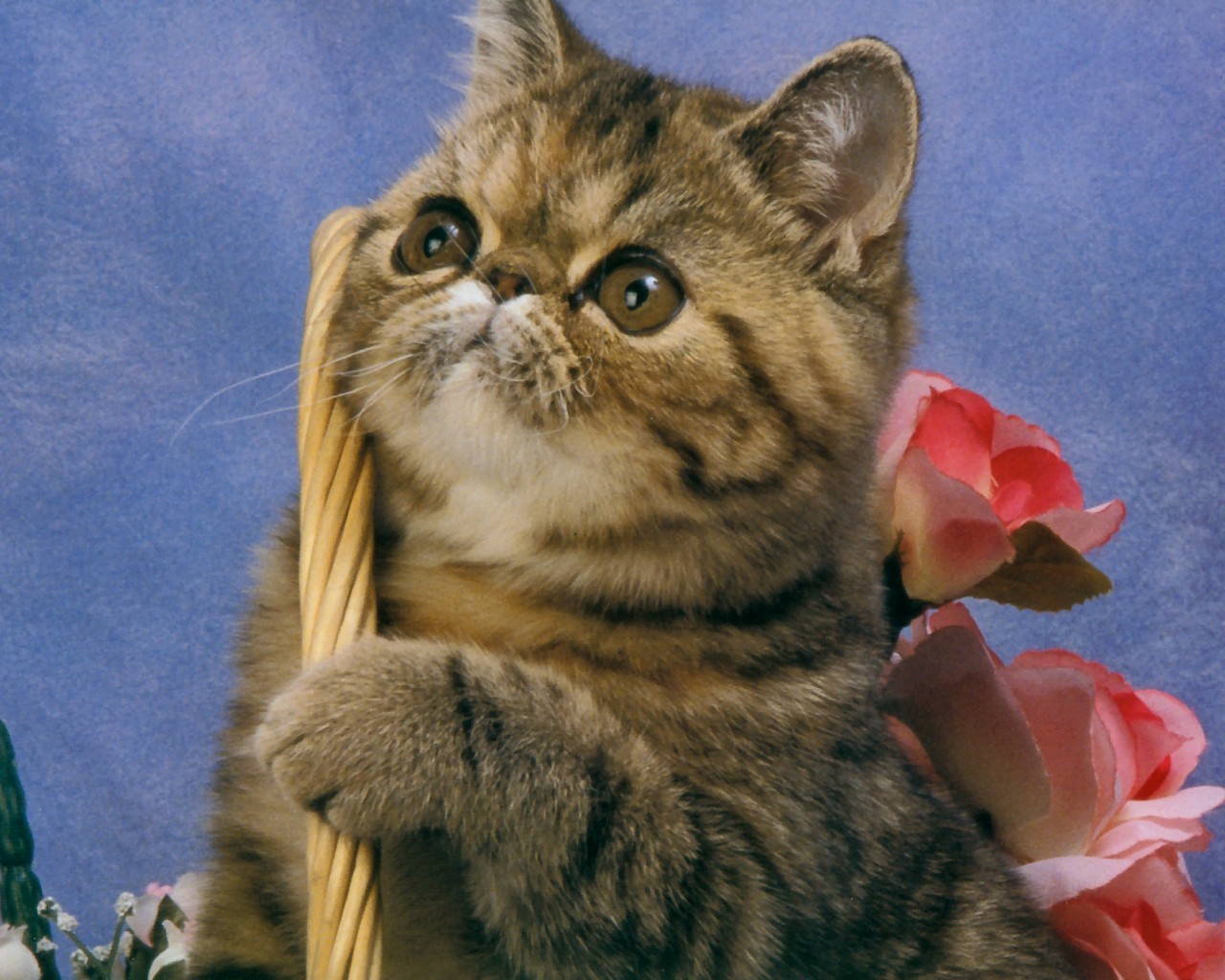 cat_133