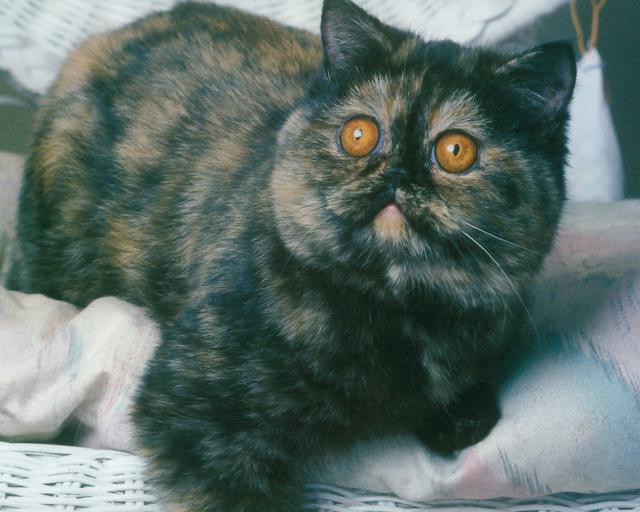 cat_136