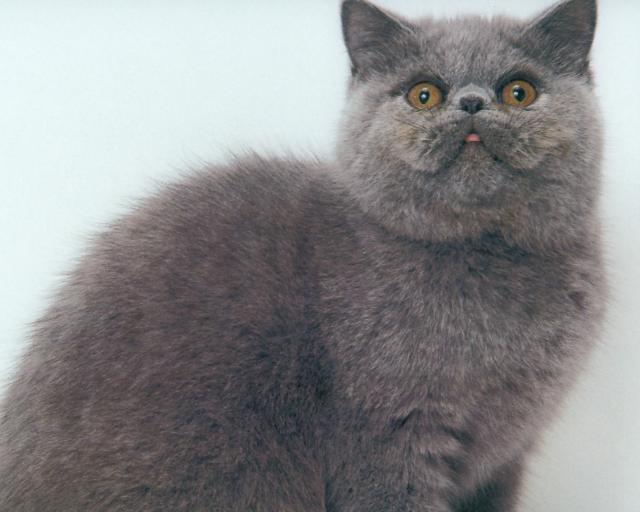 cat_139