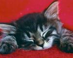 cat_147