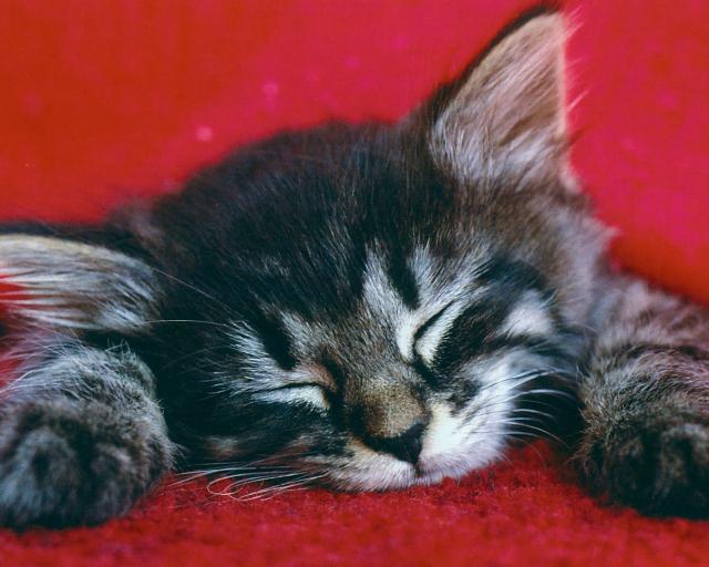 cat_147