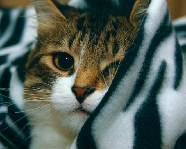 cat_149