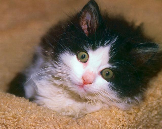 cat_152