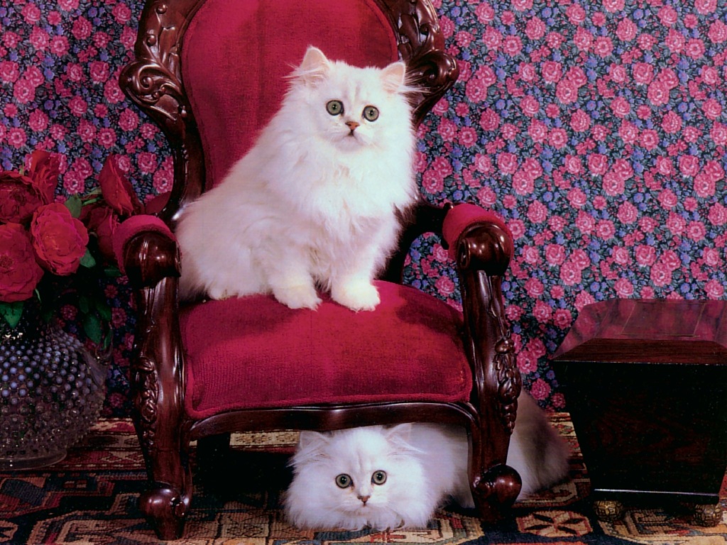 cat_153