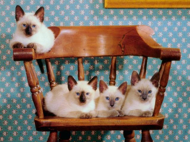 cat_154
