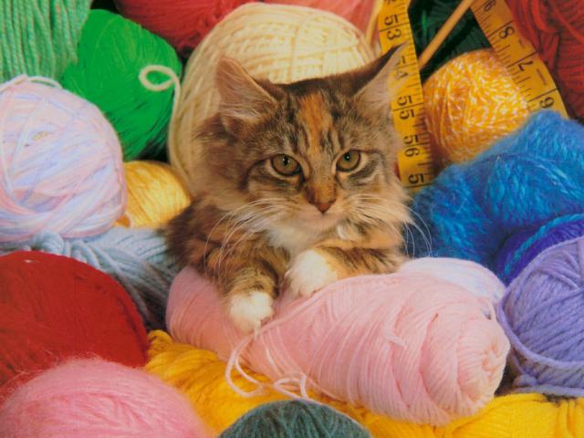 cat_156