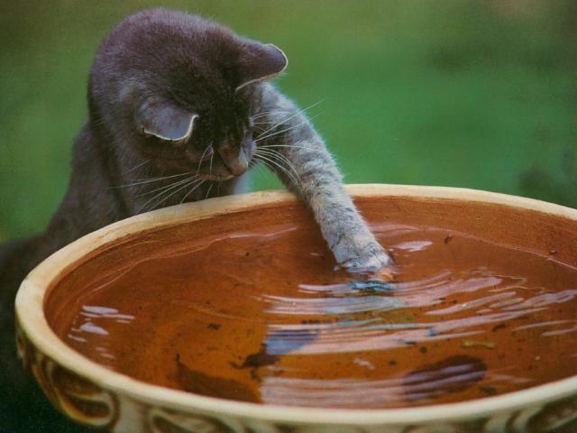 cat_161