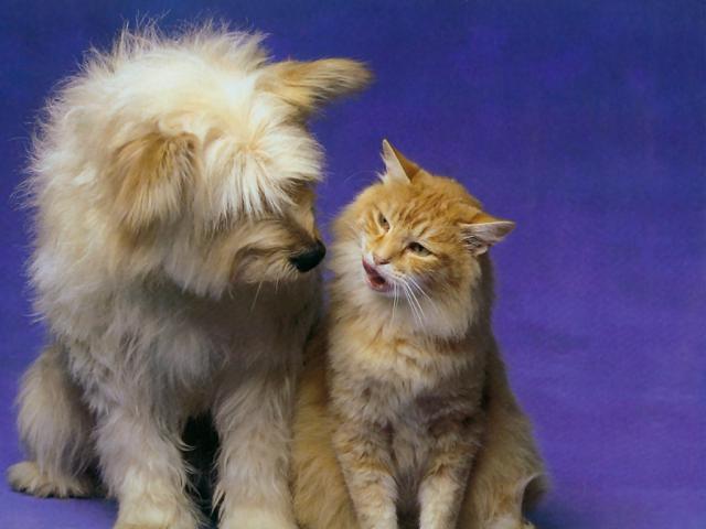 cat_168