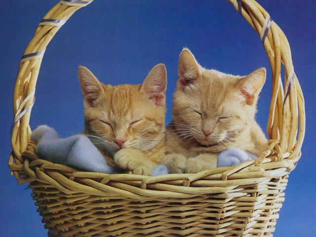 cat_171