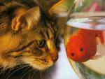 cat_174