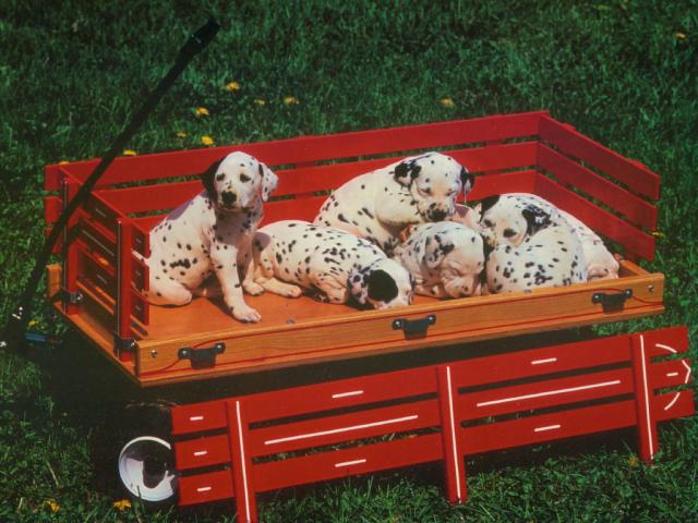dog_375