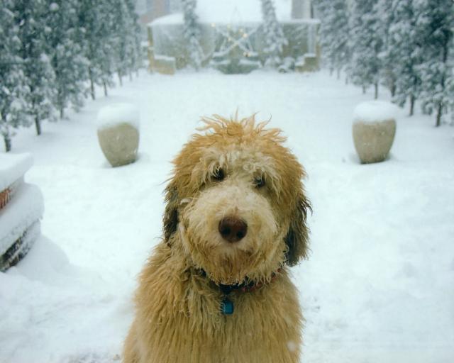 dog_404
