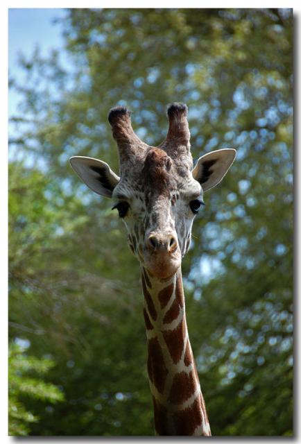 Giraffe