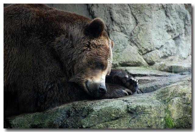 Grizzly
