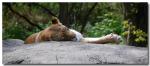 Lioness