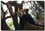 RedPanda