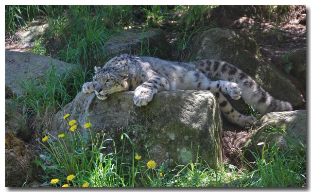 SnowLeopard