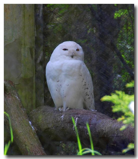 SnowOwl
