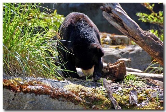 SunBear