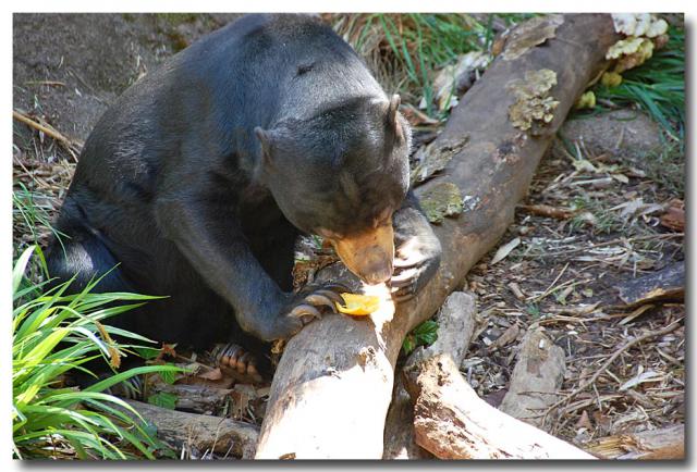 SunBear2