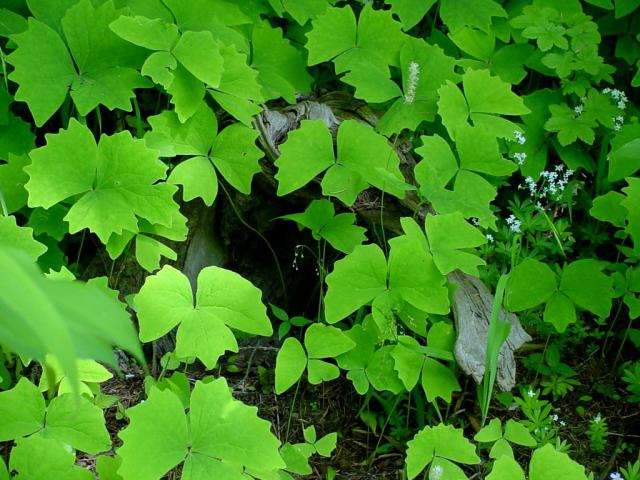 tree_149