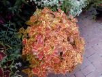 tree_159