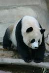 Animals_126