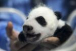 Animals_129