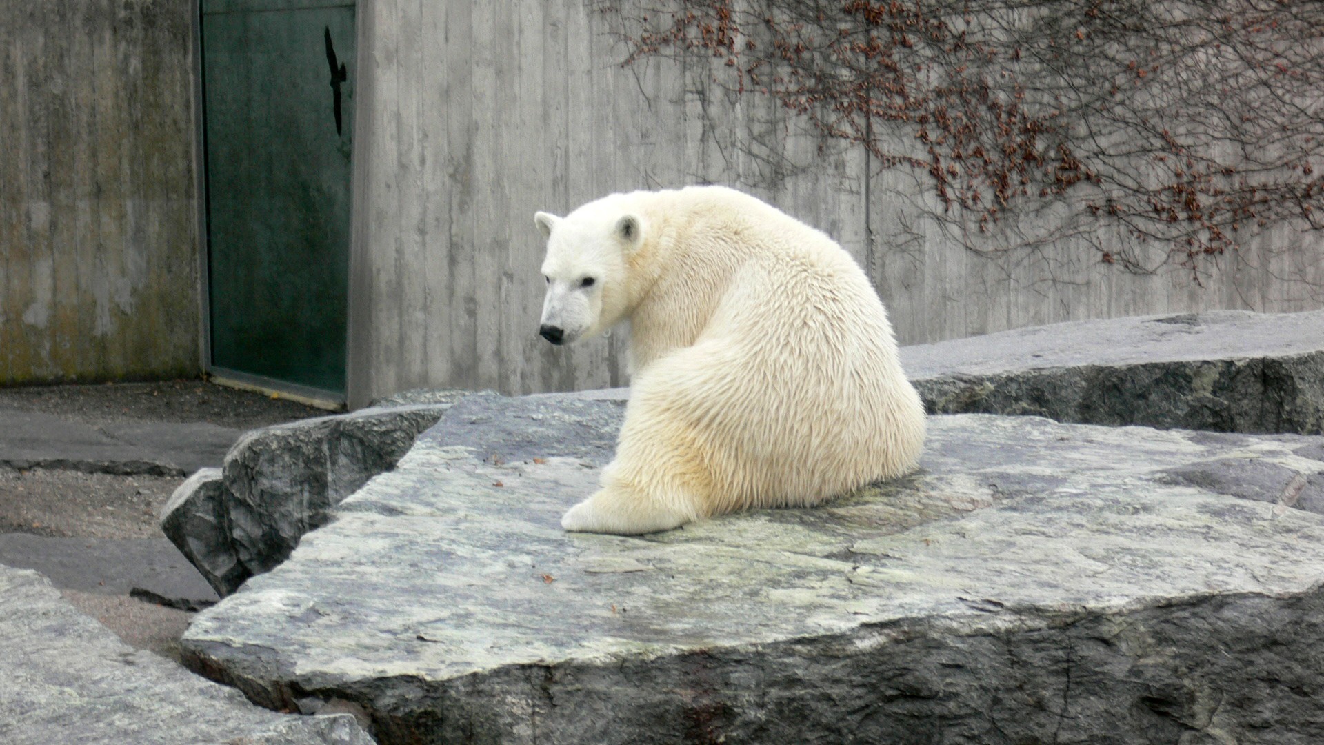 Animals_132