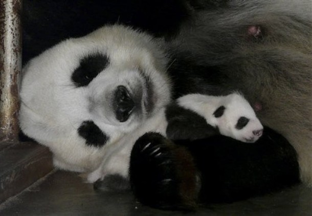 Animals_138