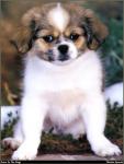 Tibetan_Spaniel_01