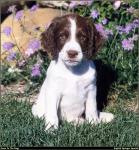 Springer_Spaniel_02