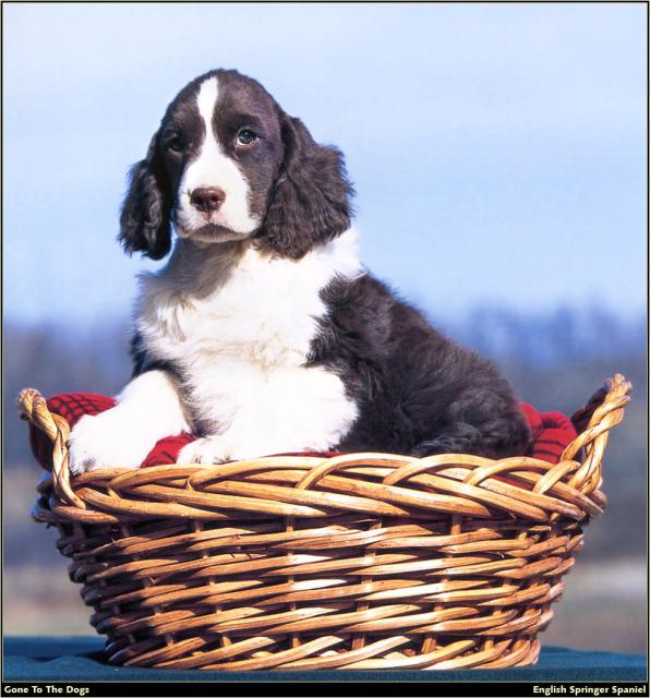 Springer_Spaniel_03