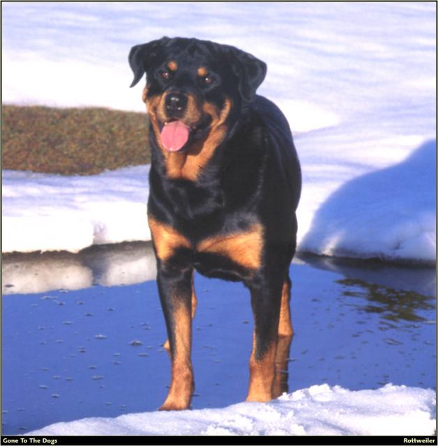 Rottweiler_02