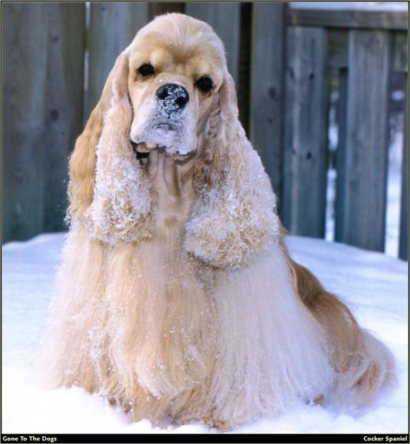 Cocker_Spaniel_02