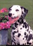 Dalmation_01