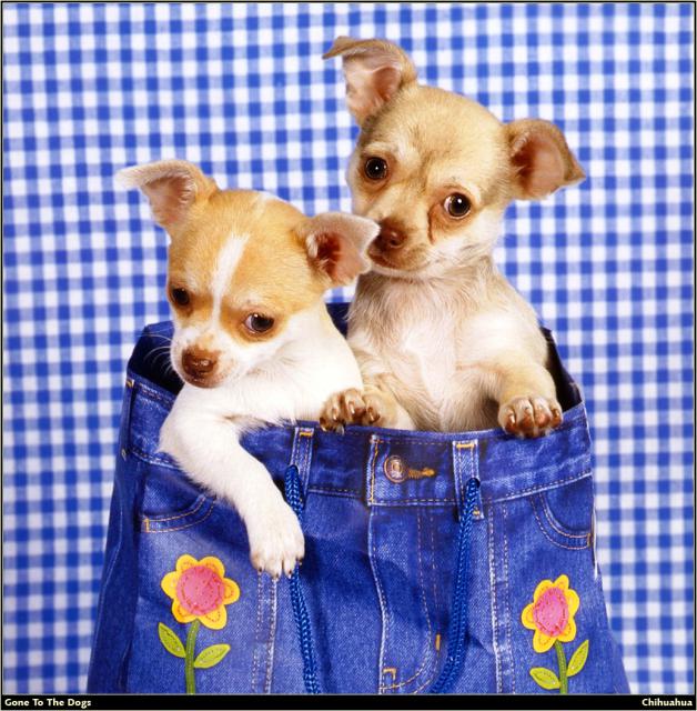 Chihuahua_01