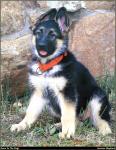 German_Shepherd_01